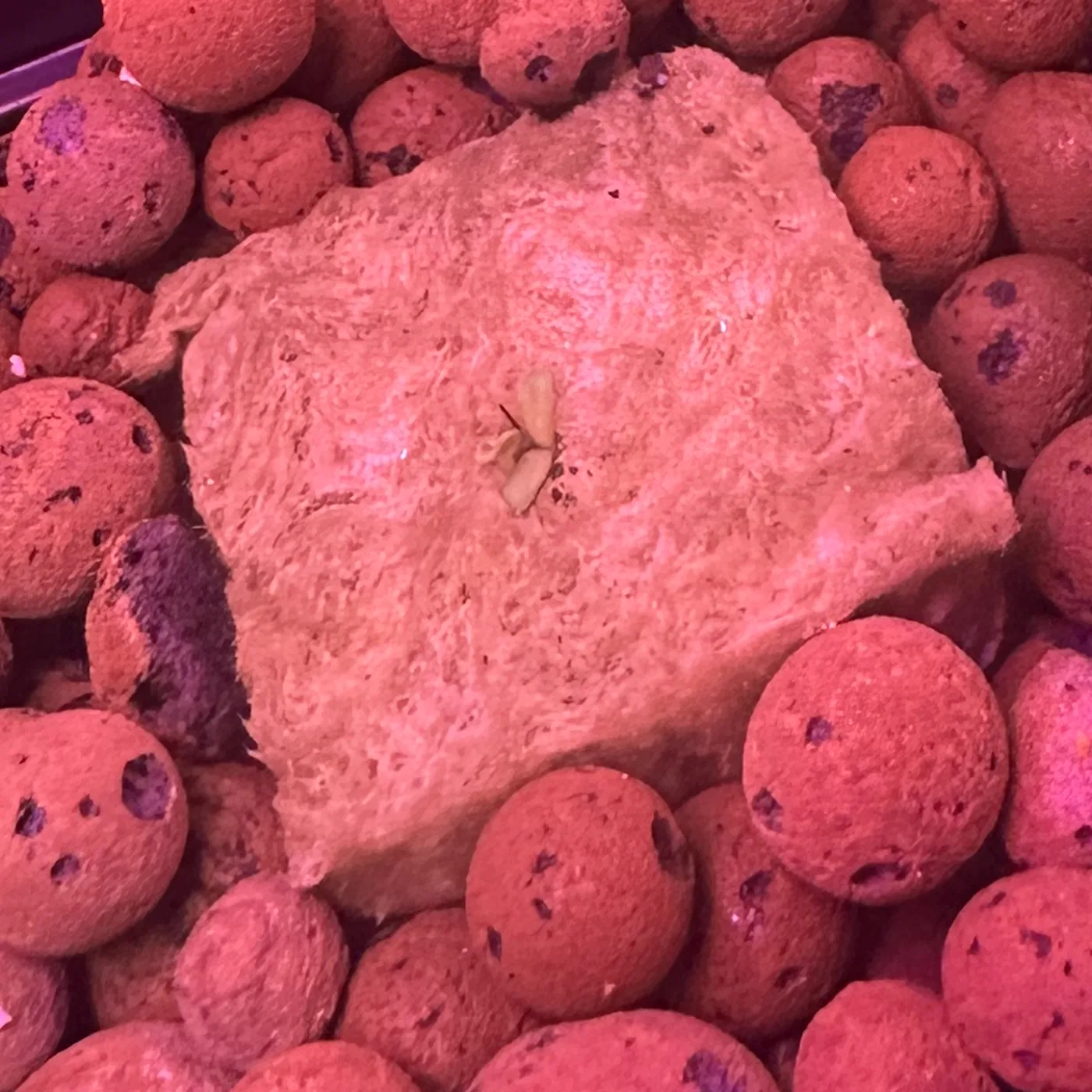 A single seedling on a rockwool cube, cotyledons open, surrounded by expanded clay pebbles