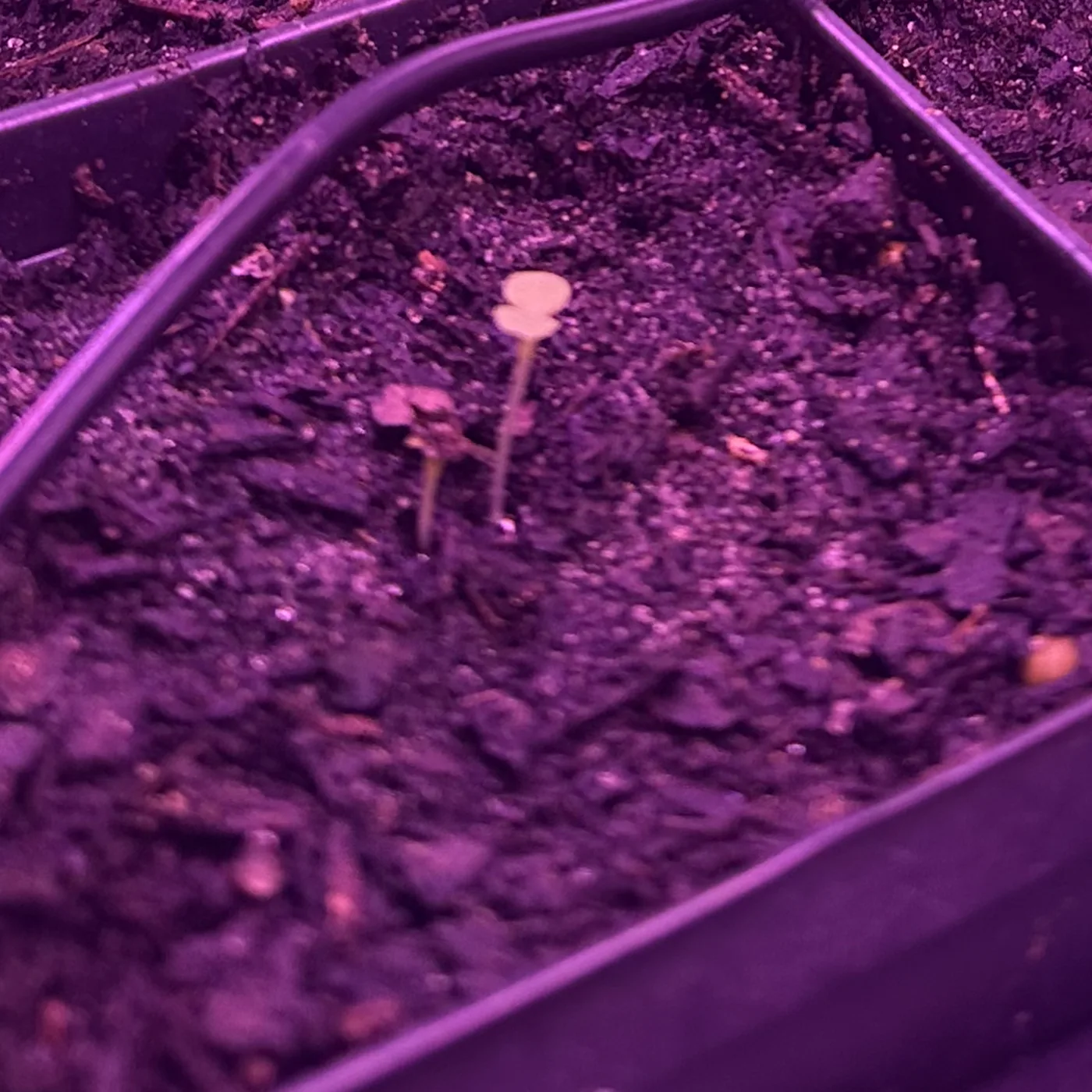 Two seedlings in dark potting soil, the taller one stretched thin and pale